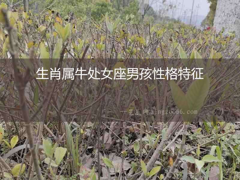 生肖屬牛處女座男孩性格特征