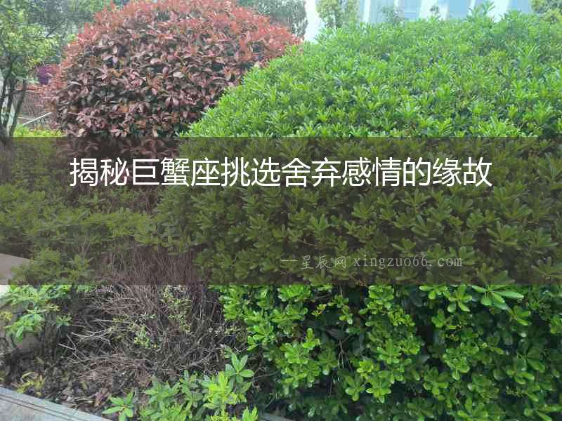 揭秘巨蟹座挑選舍棄感情的緣故