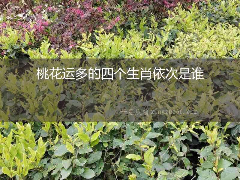 桃花運多的四個生肖依次是誰