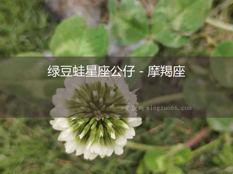 綠豆蛙星座公仔－摩羯座