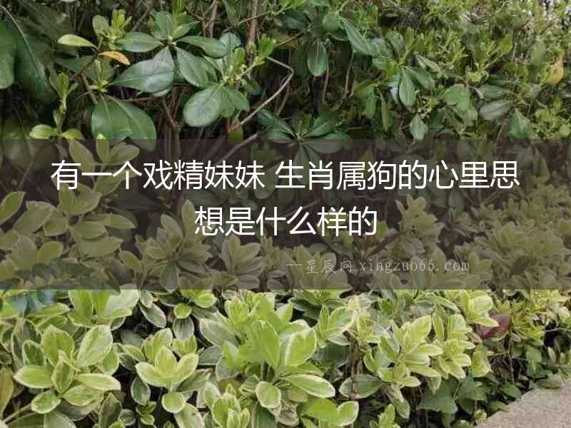 有一個(gè)戲精妹妹 生肖屬狗的心里思想是什么樣的