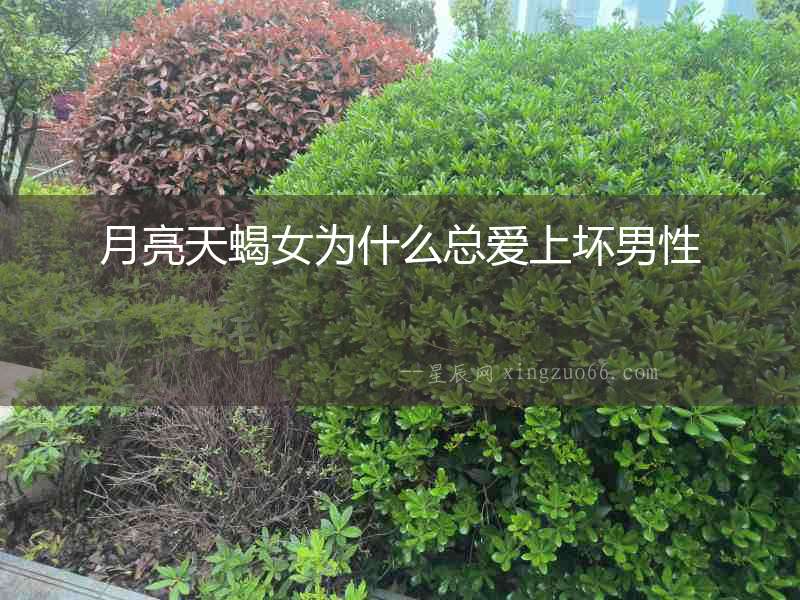 月亮天蝎女為什么總愛上壞男性