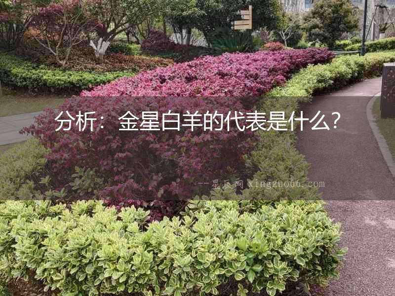 分析：金星白羊的代表是什么？