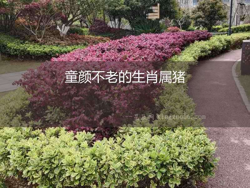 童顏不老的生肖屬豬