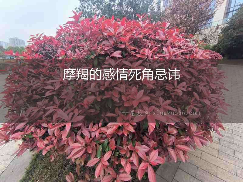 摩羯的感情死角忌諱
