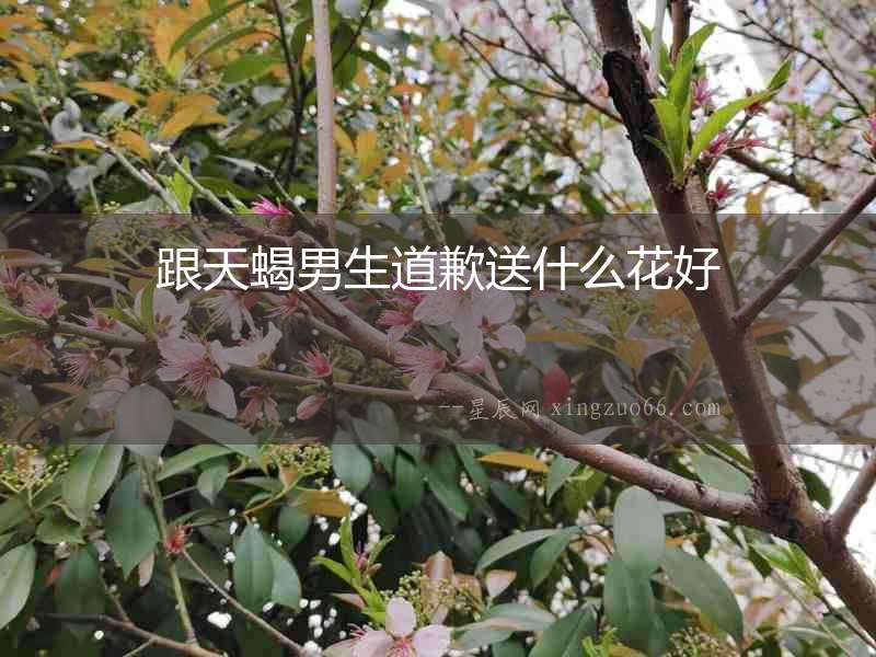 跟天蝎男生道歉送什么花好
