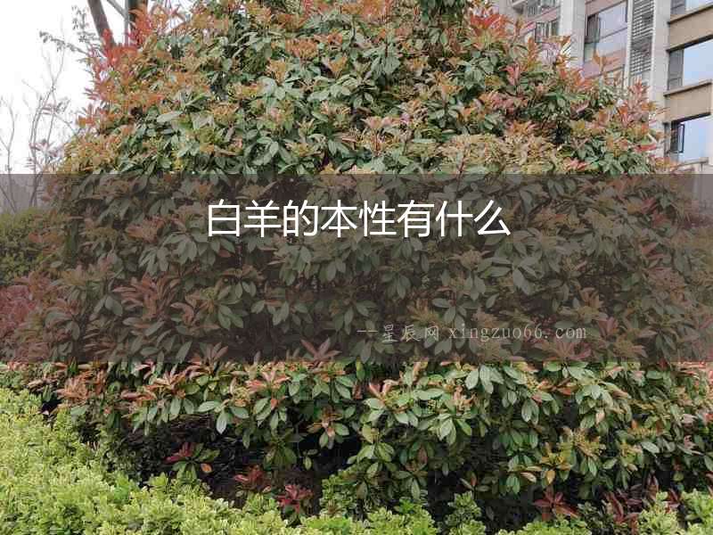 白羊的本性有什么