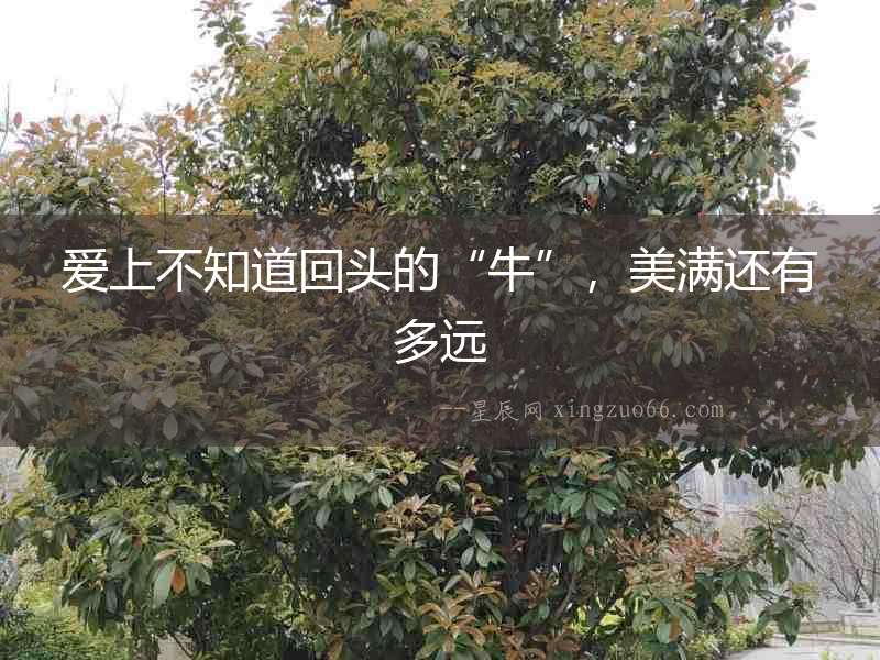 愛上不知道回頭的“牛”，美滿還有多遠