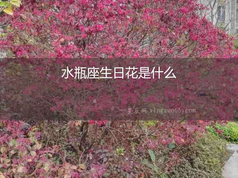 水瓶座生日花是什么