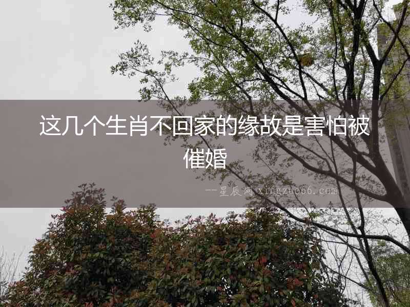 這幾個(gè)生肖不回家的緣故是害怕被催婚