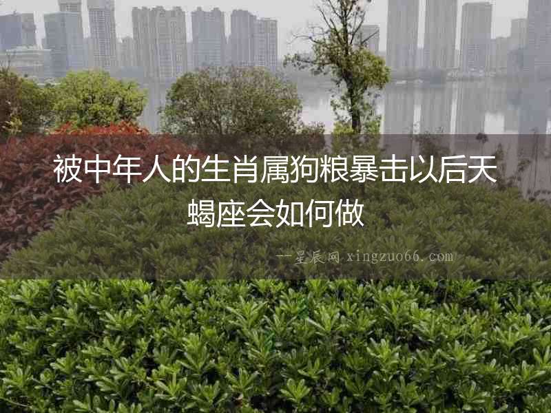 被中年人的生肖屬狗糧暴擊以后天蝎座會(huì)如何做