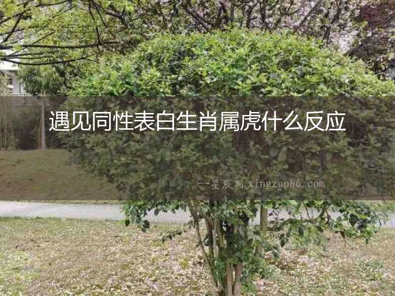遇見同性表白生肖屬虎什么反應