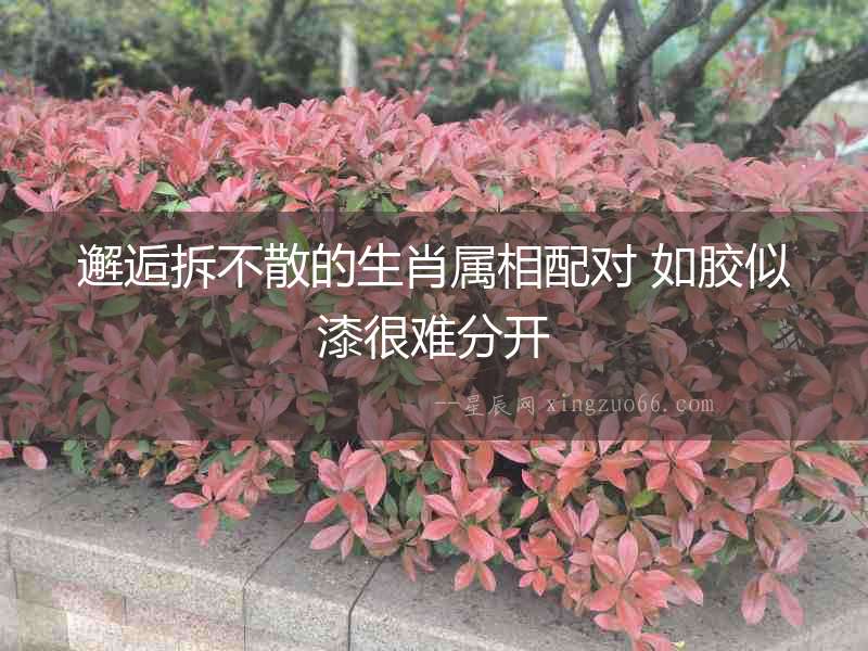 邂逅拆不散的生肖屬相配對 如膠似漆很難分開