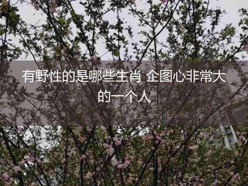 有野性的是哪些生肖 企圖心非常大的一個人