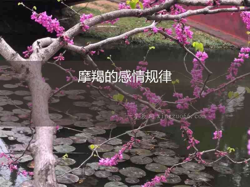 摩羯的感情規律