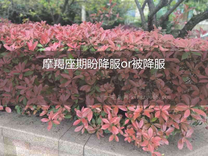 摩羯座期盼降服or被降服