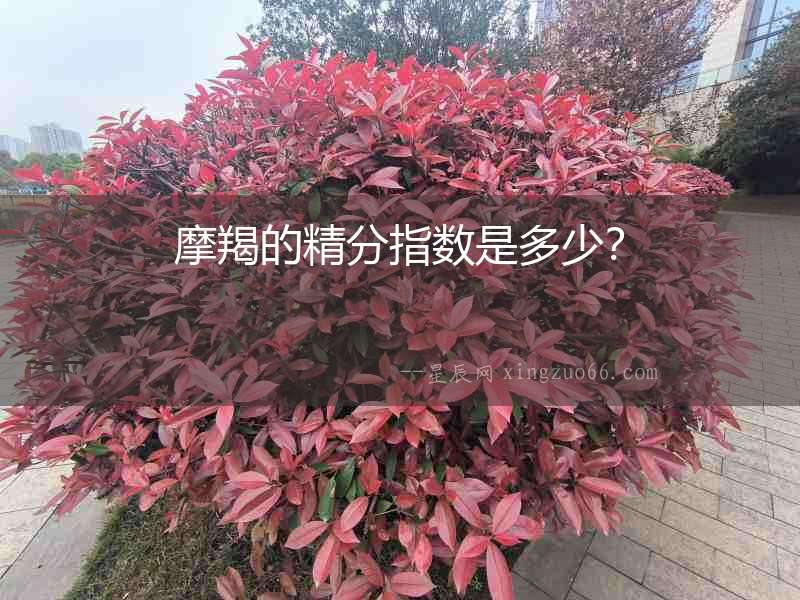 摩羯的精分指數是多少？