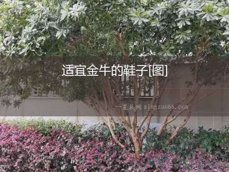 適宜金牛的鞋子[圖]