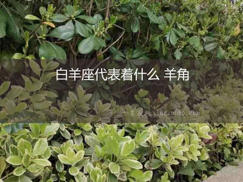 白羊座代表著什么 羊角