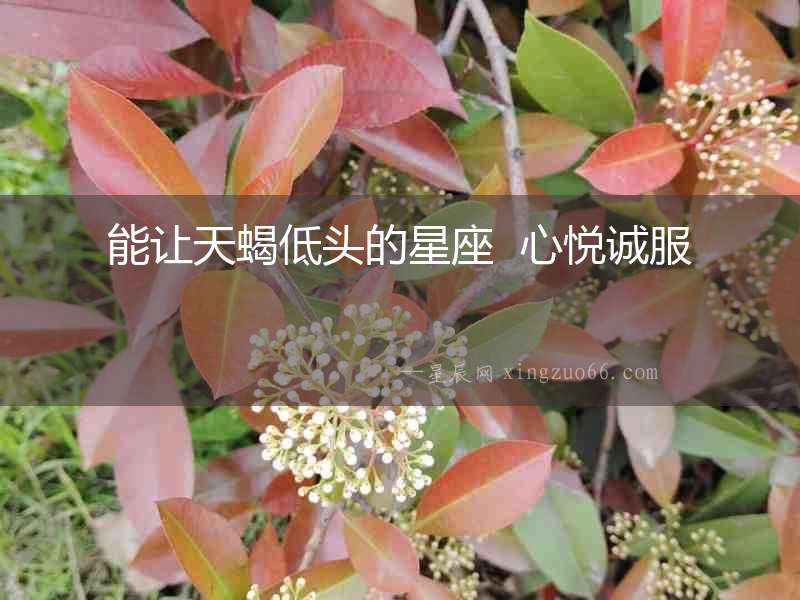 能讓天蝎低頭的星座  心悅誠服