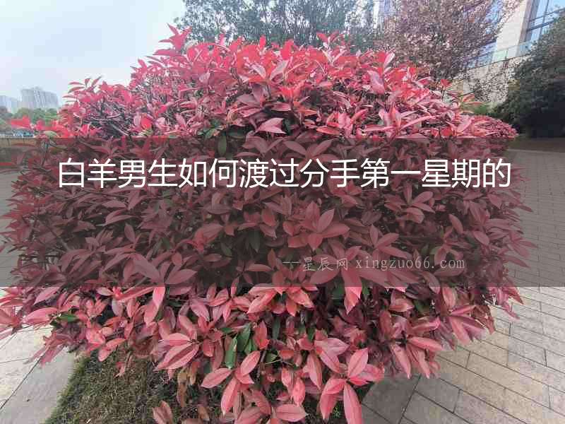白羊男生如何渡過分手第一星期的