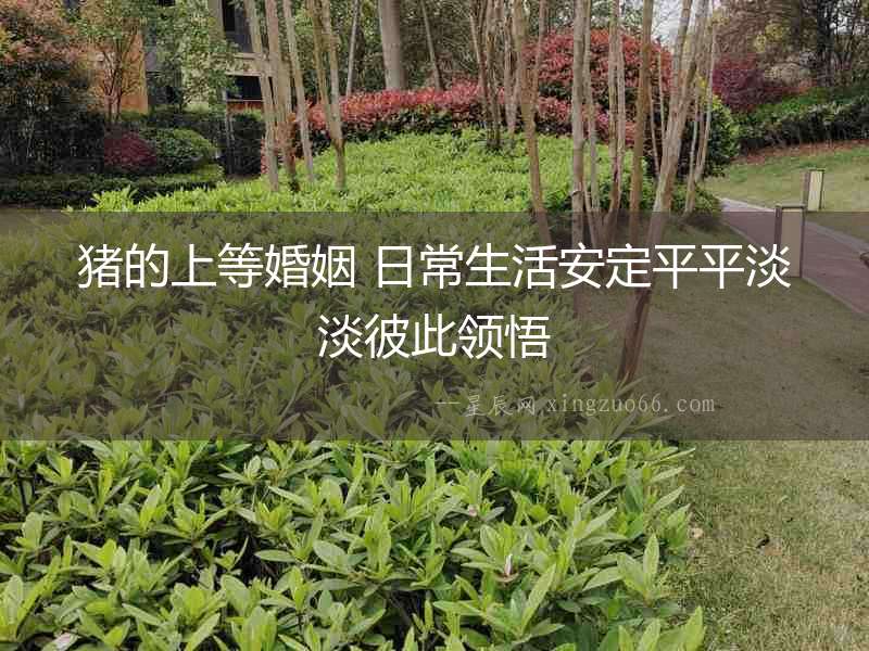 豬的上等婚姻 日常生活安定平平淡淡彼此領悟