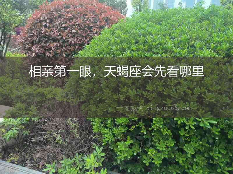 相親第一眼，天蝎座會(huì)先看哪里