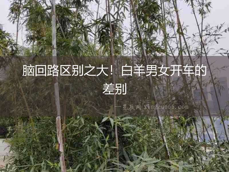 腦回路區別之大！白羊男女開車的差別