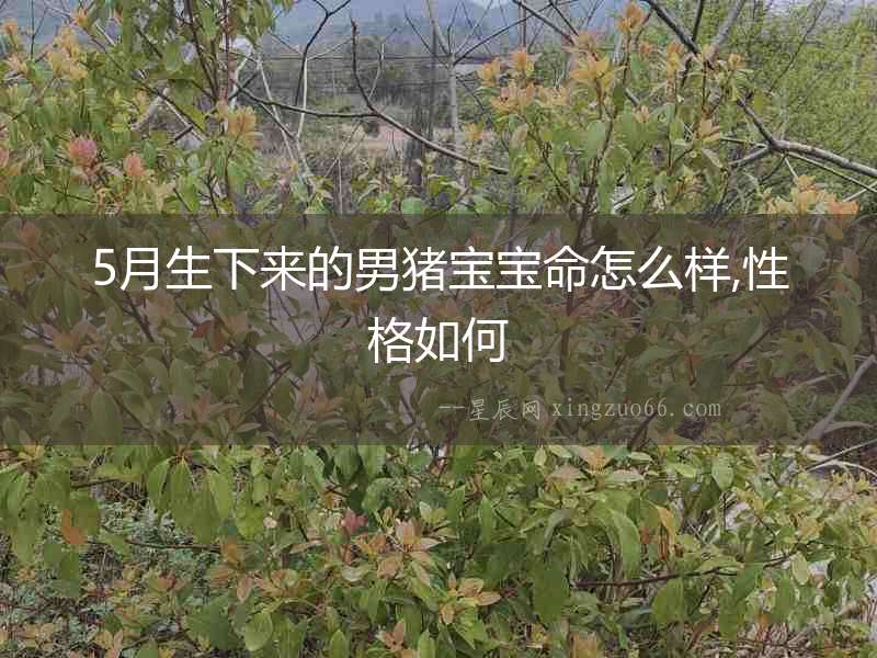 5月生下來的男豬寶寶命怎么樣,性格如何