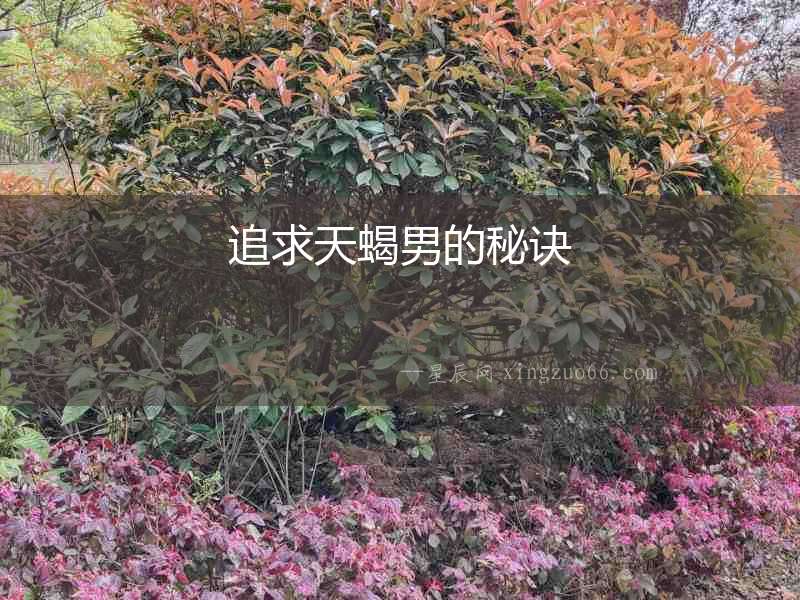 追求天蝎男的秘訣
