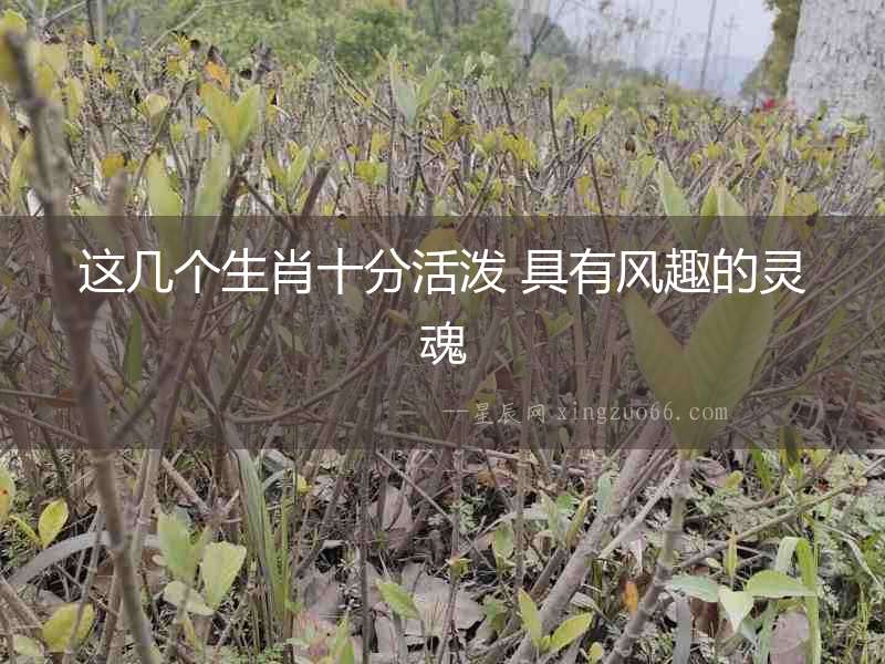 這幾個生肖十分活潑 具有風趣的靈魂