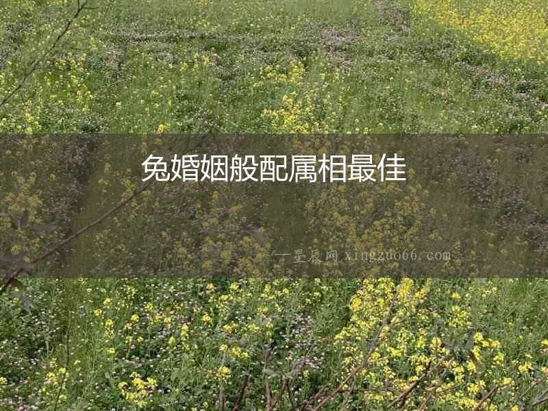 兔婚姻般配屬相最佳