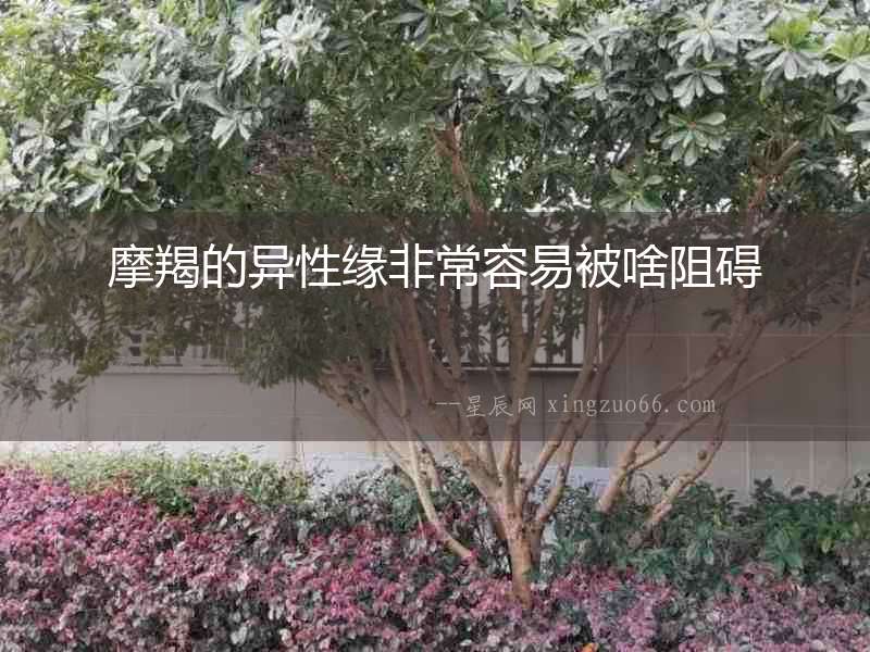 摩羯的異性緣非常容易被啥阻礙