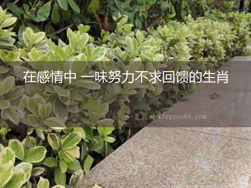 在感情中 一味努力不求回饋的生肖