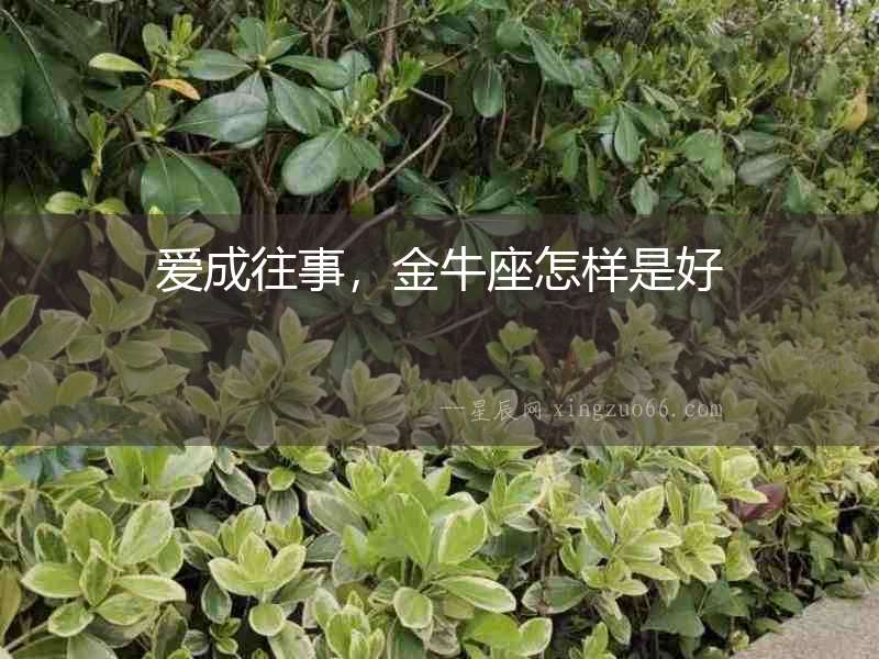 愛成往事，金牛座怎樣是好