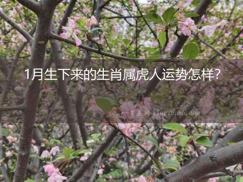 1月生下來的生肖屬虎人運勢怎樣？