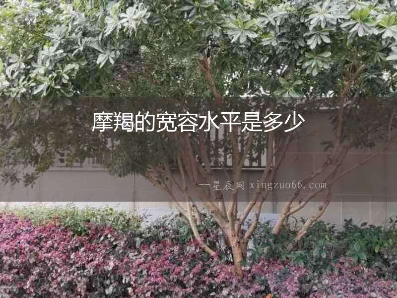 摩羯的寬容水平是多少