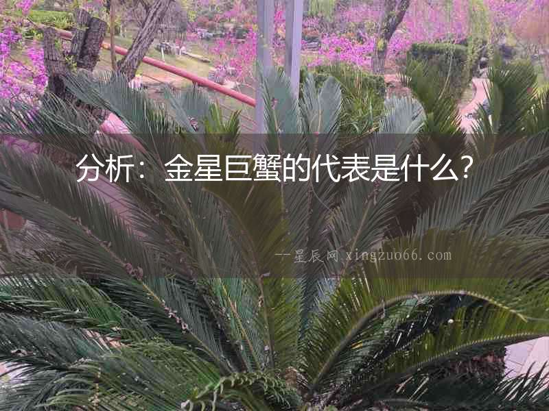 分析：金星巨蟹的代表是什么？
