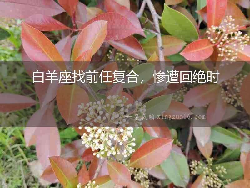 白羊座找前任復合，慘遭回絕時