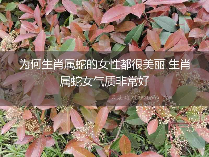 為何生肖屬蛇的女性都很美麗 生肖屬蛇女氣質非常好