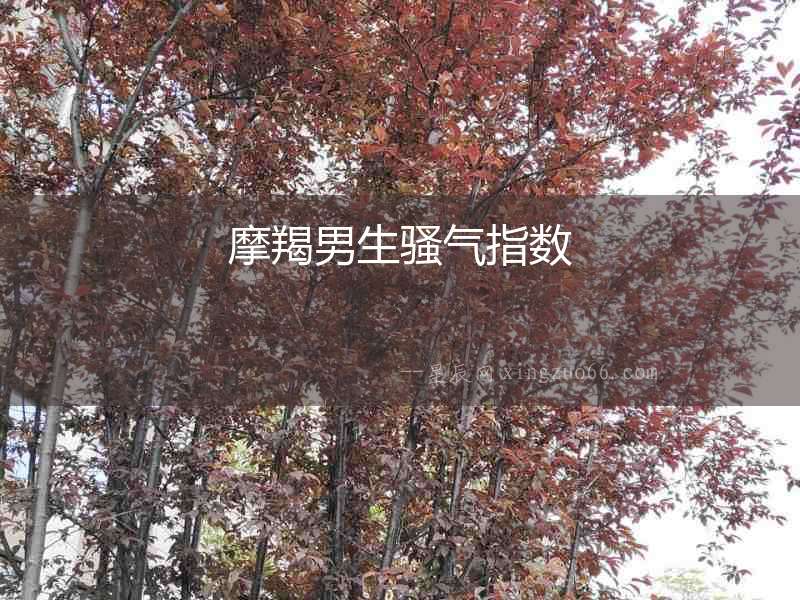 摩羯男生騷氣指數
