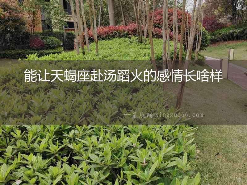 能讓天蝎座赴湯蹈火的感情長啥樣
