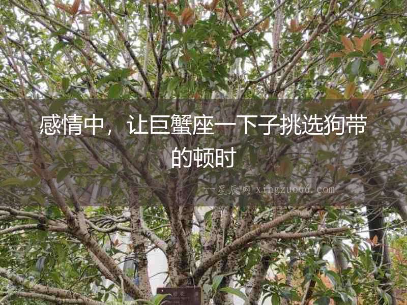 感情中，讓巨蟹座一下子挑選狗帶的頓時