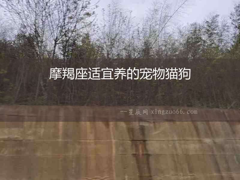 摩羯座適宜養的寵物貓狗