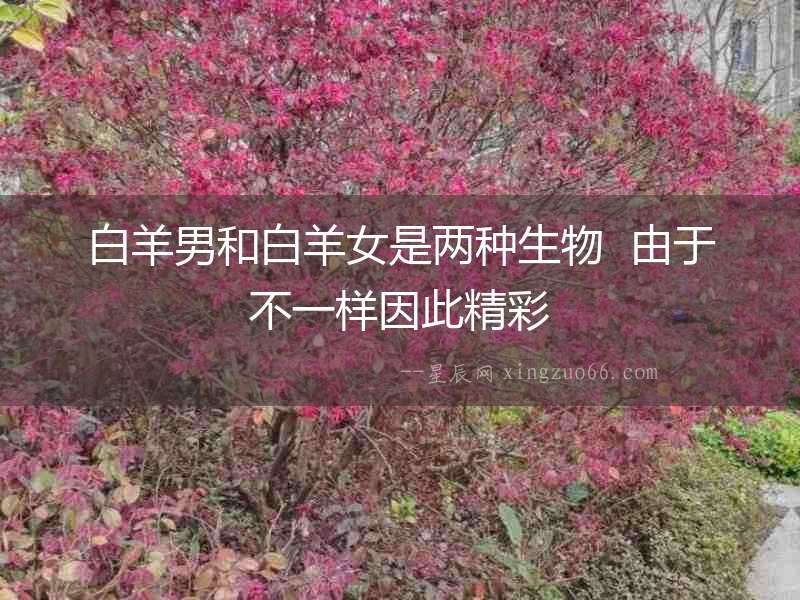 白羊男和白羊女是兩種生物  由于不一樣因此精彩