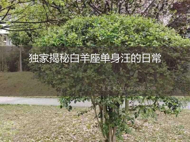 獨(dú)家揭秘白羊座單身汪的日常