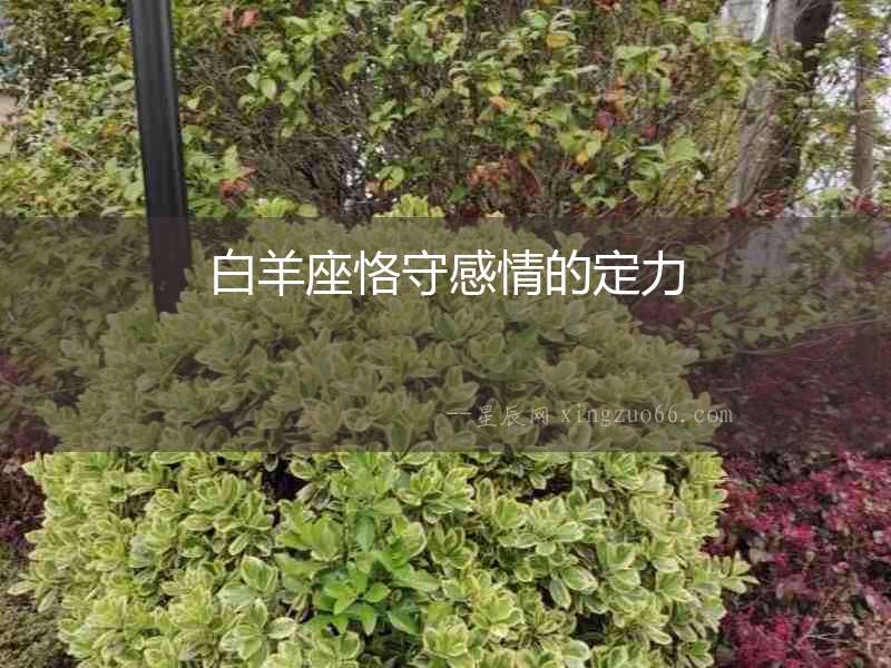 白羊座恪守感情的定力