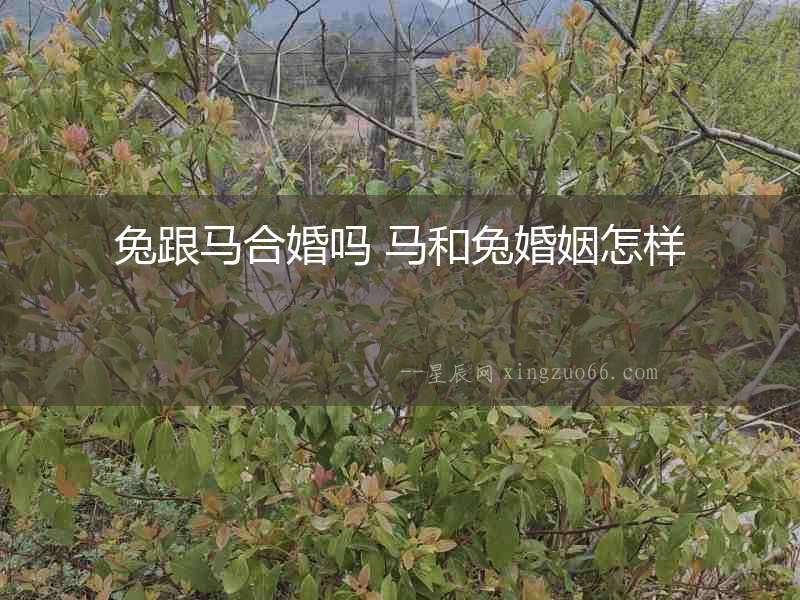 兔跟馬合婚嗎 馬和兔婚姻怎樣