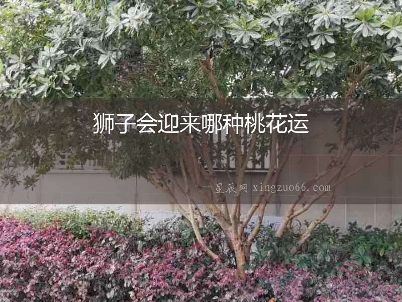 獅子會迎來哪種桃花運