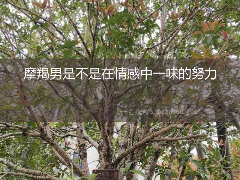 摩羯男是不是在情感中一味的努力
